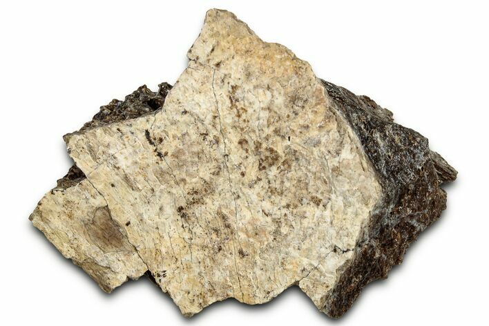 Fossil Tyrannosaur (T rex) Bone Section - Wyoming #328671